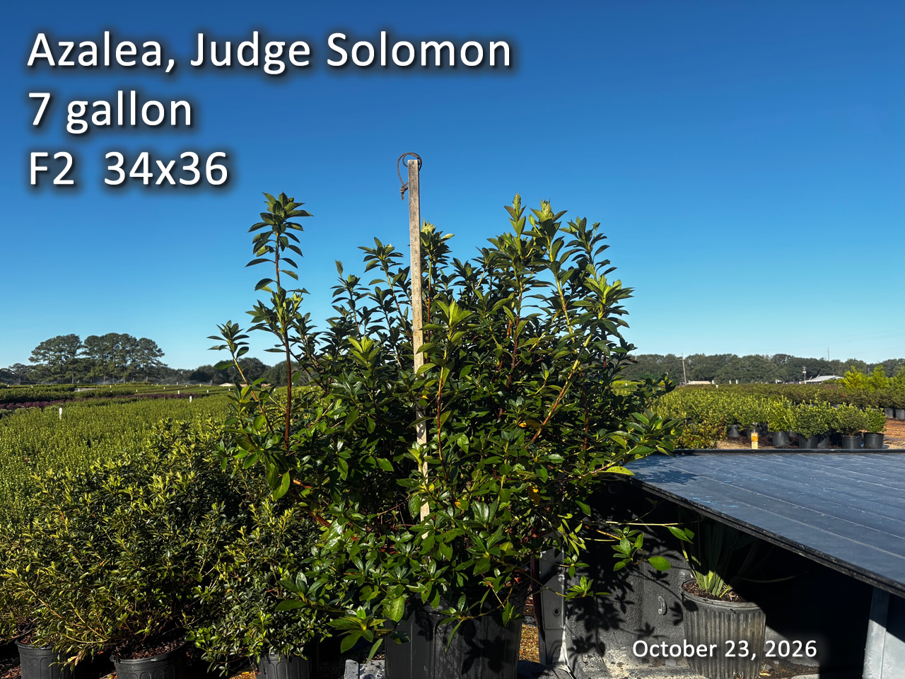 gallery/js7 f2 oct23.jpg